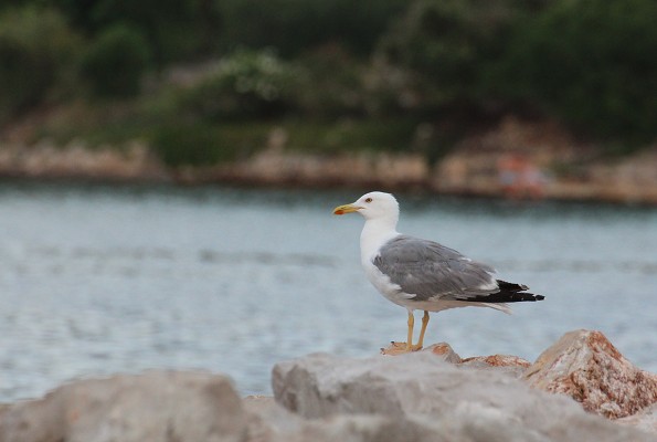 C19921 26-07-2014 Nečujam.jpg